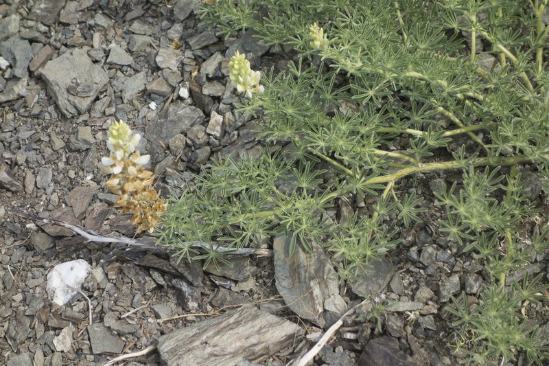 Anthony Peak Lupine photo 4