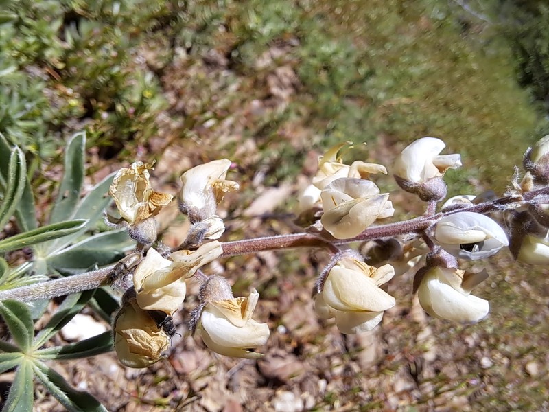 Anthony Peak Lupine photo 6