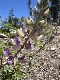 Summit Lupine