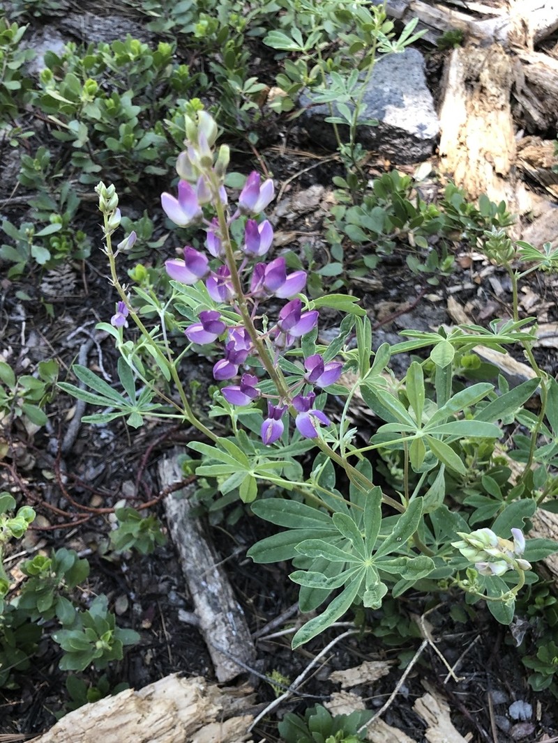 Summit Lupine photo 2