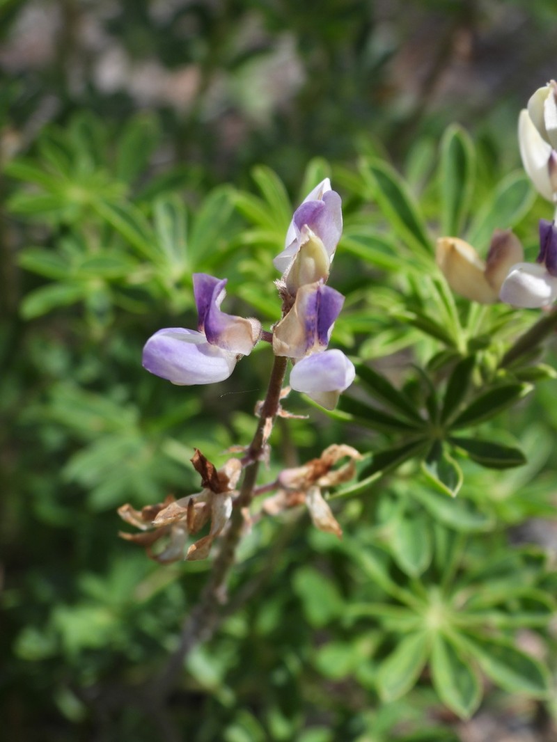 Summit Lupine photo 3