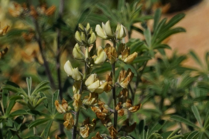 Summit Lupine photo 4