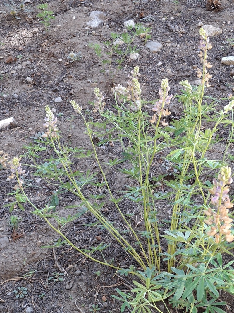 Summit Lupine photo 5
