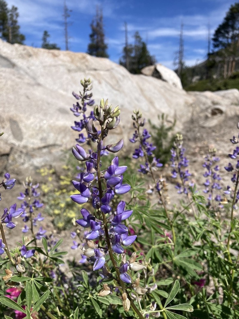 Summit Lupine photo 6