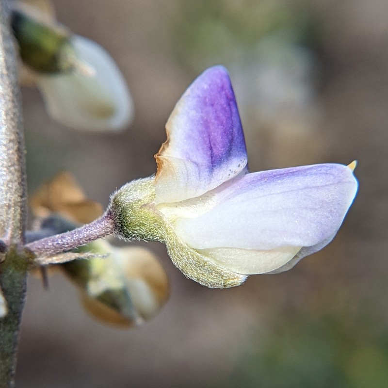 Summit Lupine photo 7