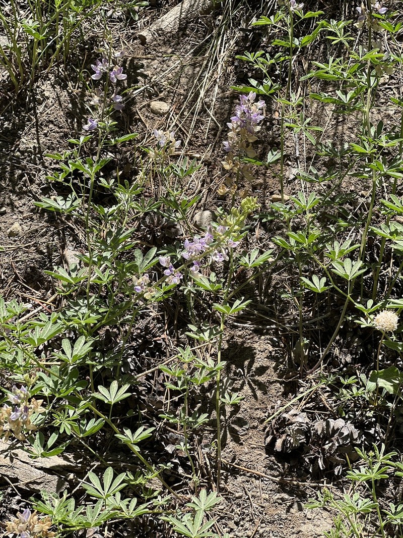 Summit Lupine photo 8