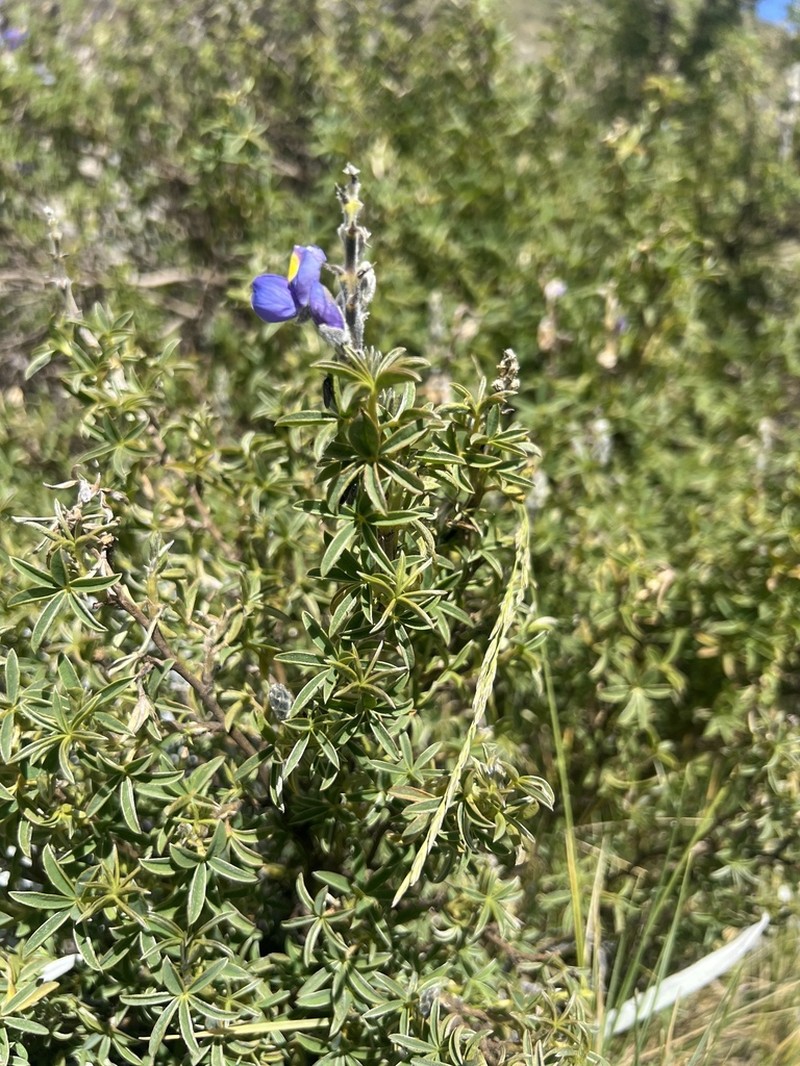 Lupinus appositus