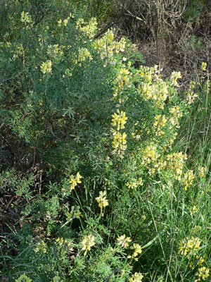 Yellow Bush Lupine photo 6