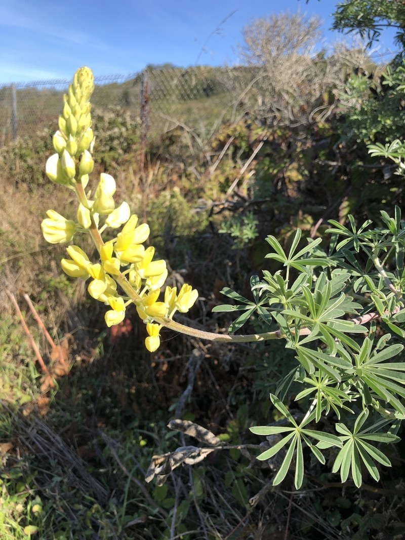 Yellow Bush Lupine photo 4