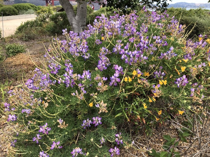 Yellow Bush Lupine photo 5