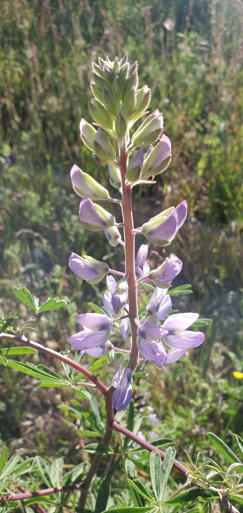Yellow Bush Lupine photo 7