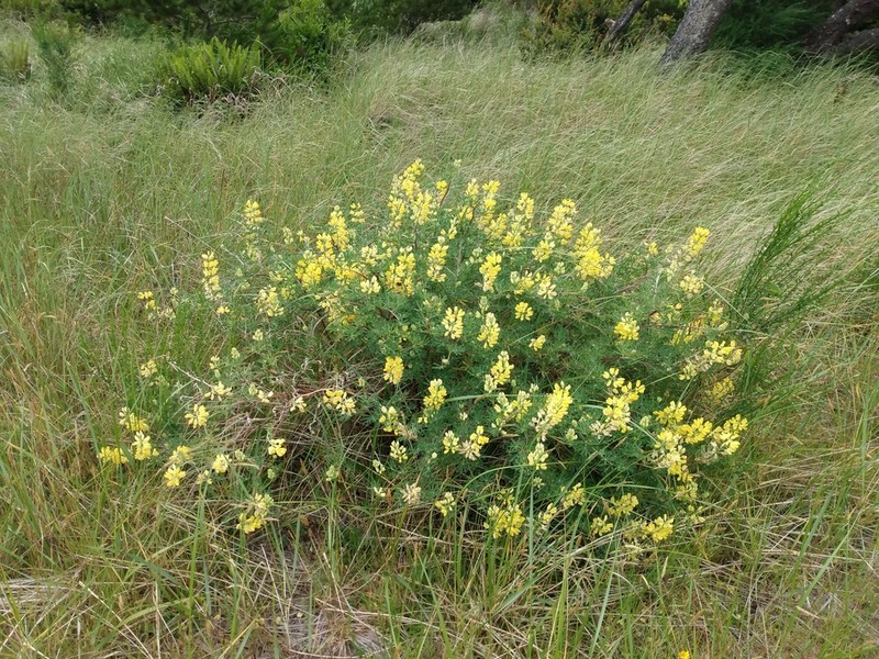 San Mateo Tree Lupine photo 6