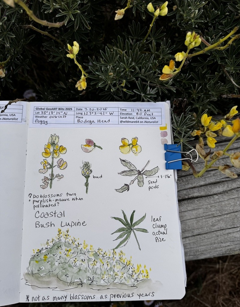 San Mateo Tree Lupine photo 8