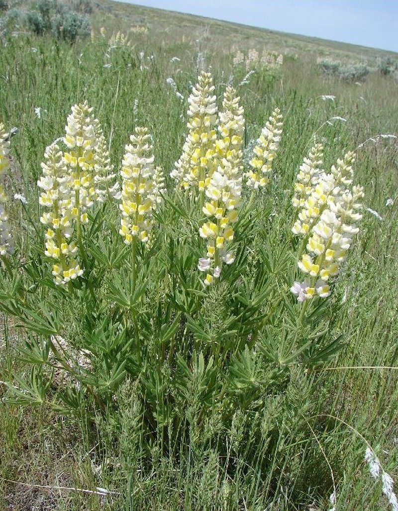 Longspur Lupine