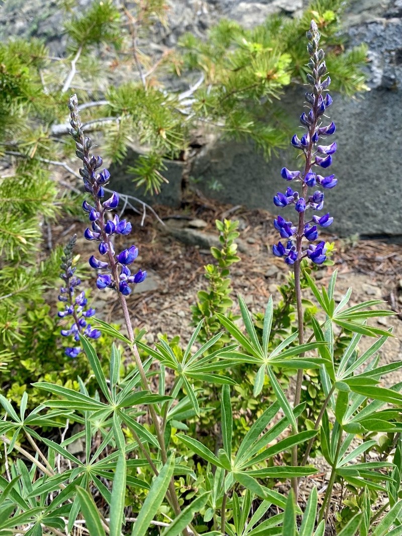 Longspur Lupine photo 2