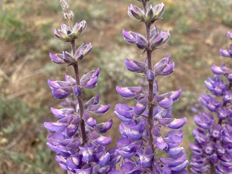 Longspur Lupine photo 3