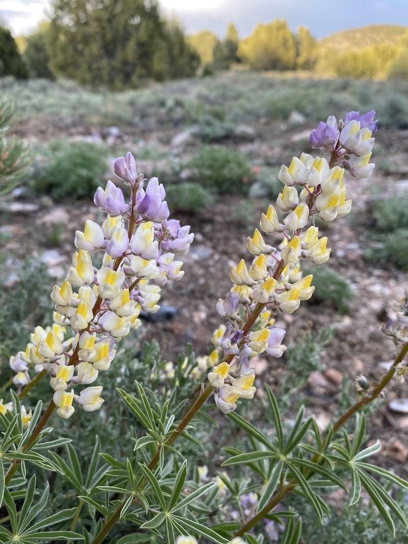Longspur Lupine photo 4