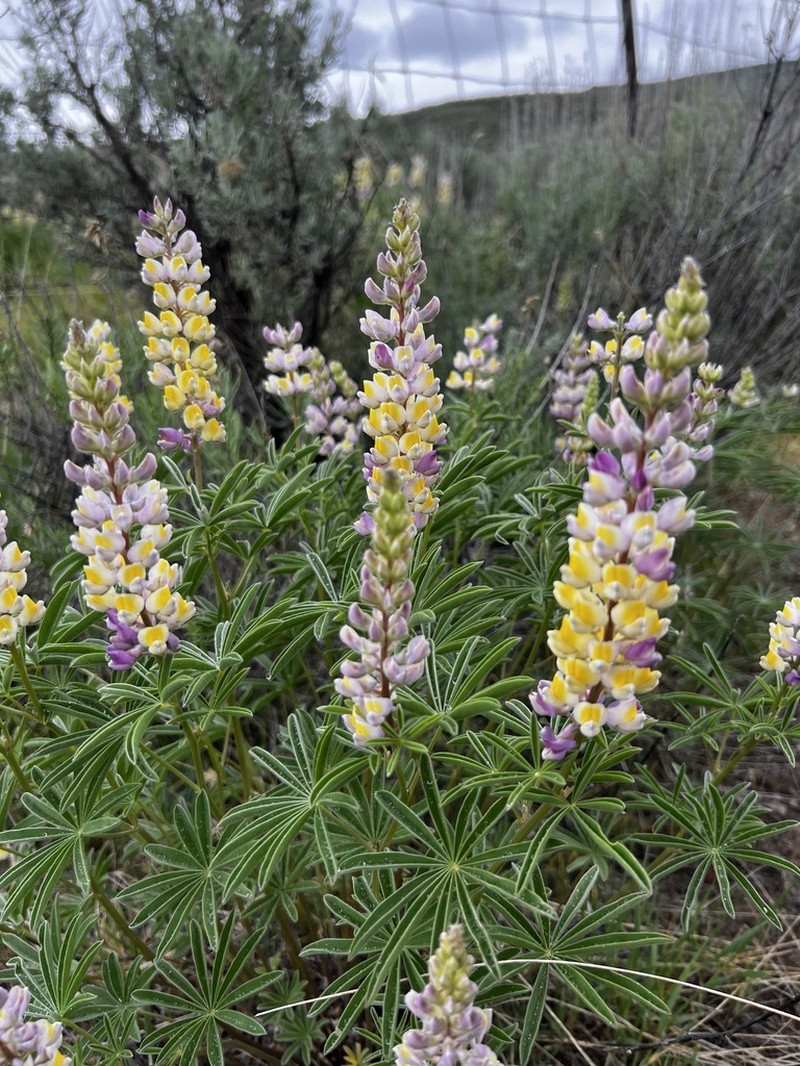 Longspur Lupine photo 5
