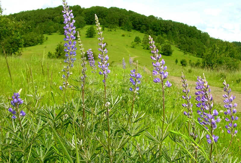 Longspur Lupine photo 6