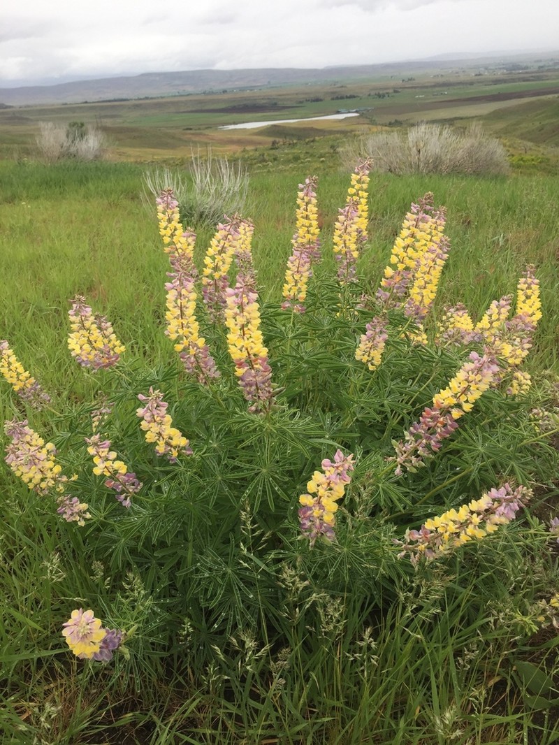 Longspur Lupine photo 7