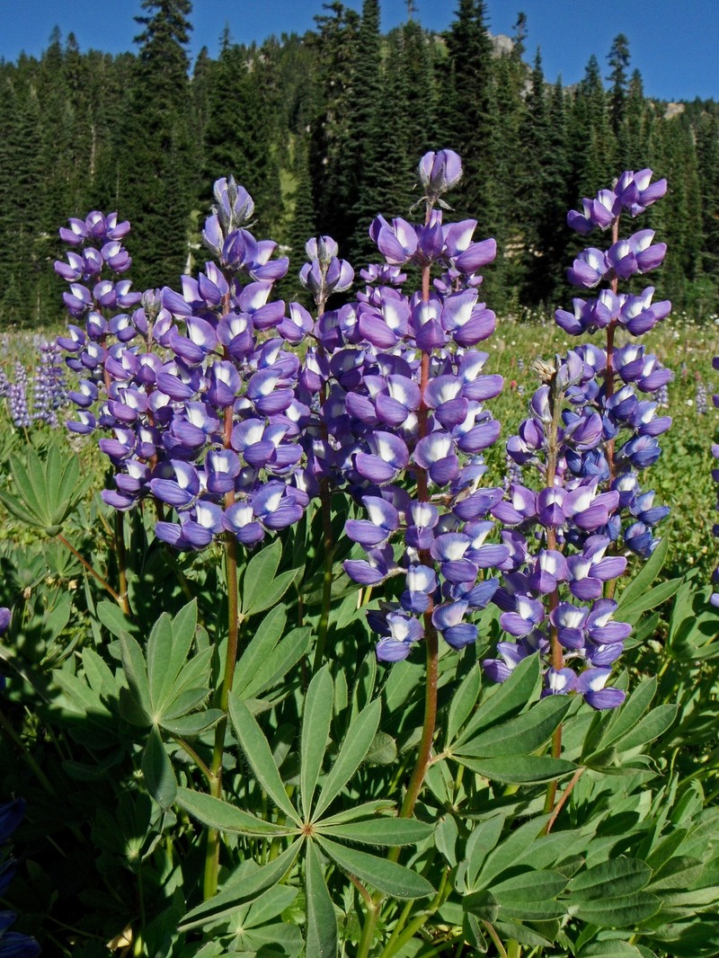 Arctic Lupine