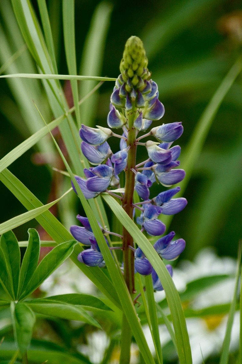 Arctic Lupine photo 2