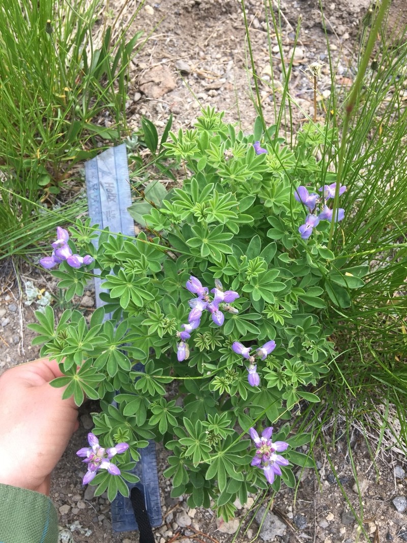 Arctic Lupine photo 3