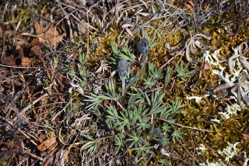 Arctic Lupine photo 4