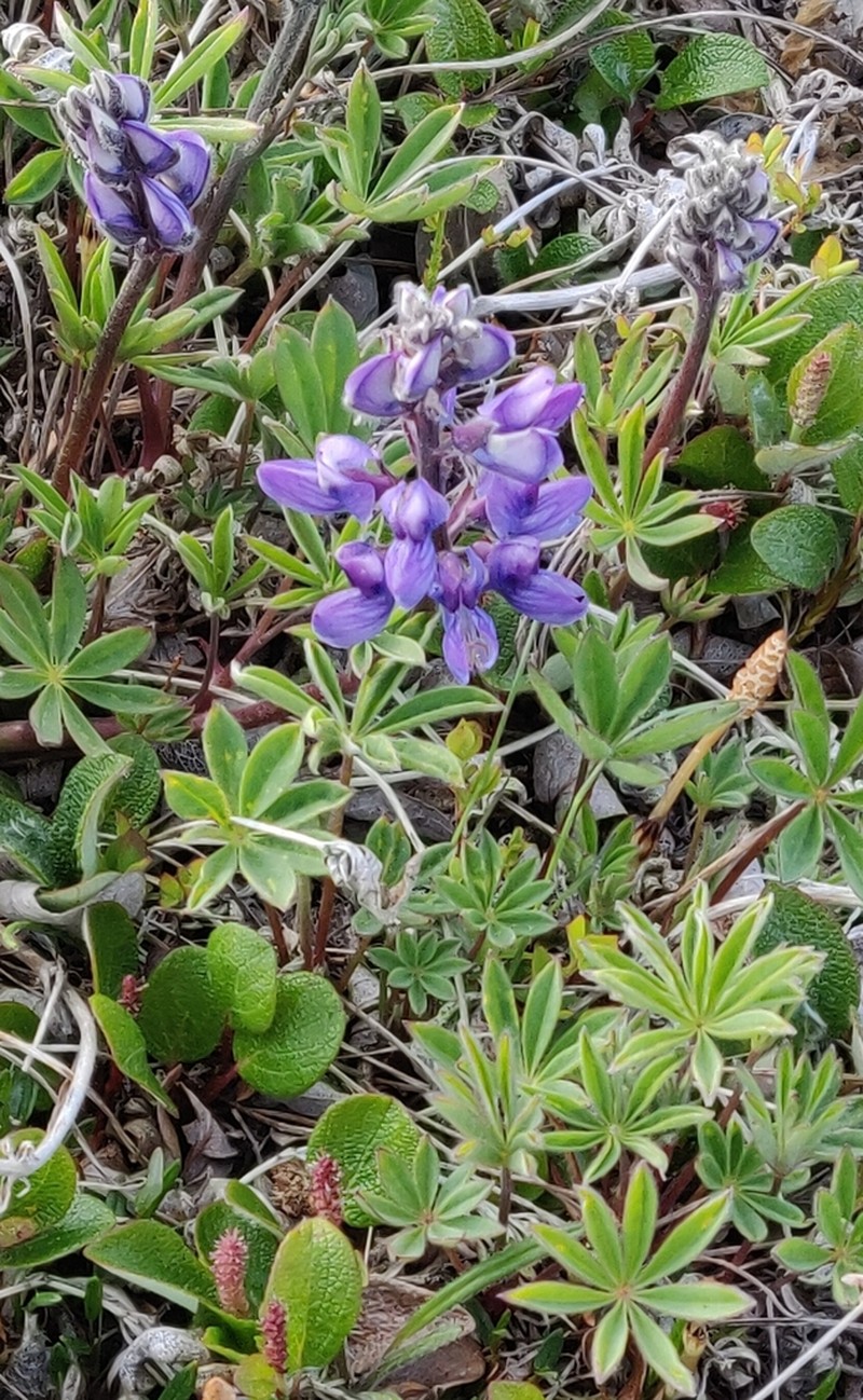Arctic Lupine photo 5
