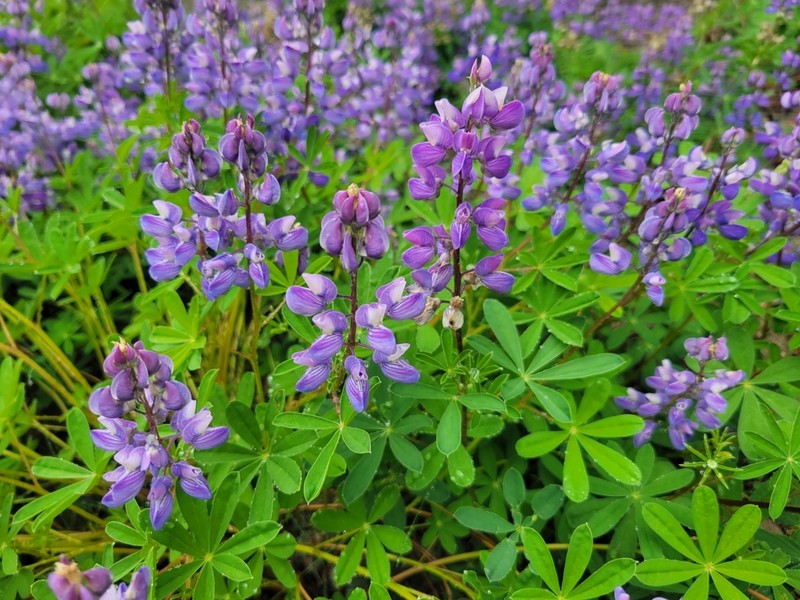 Arctic Lupine photo 6