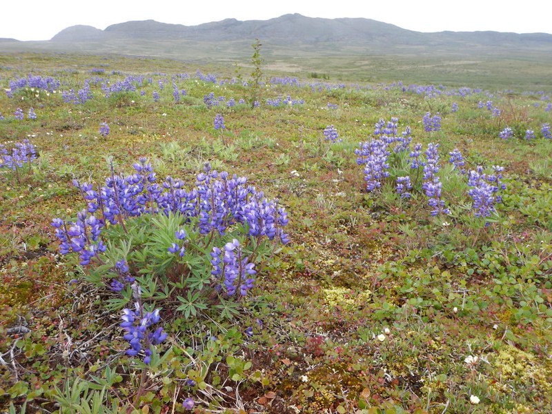 Arctic Lupine photo 7