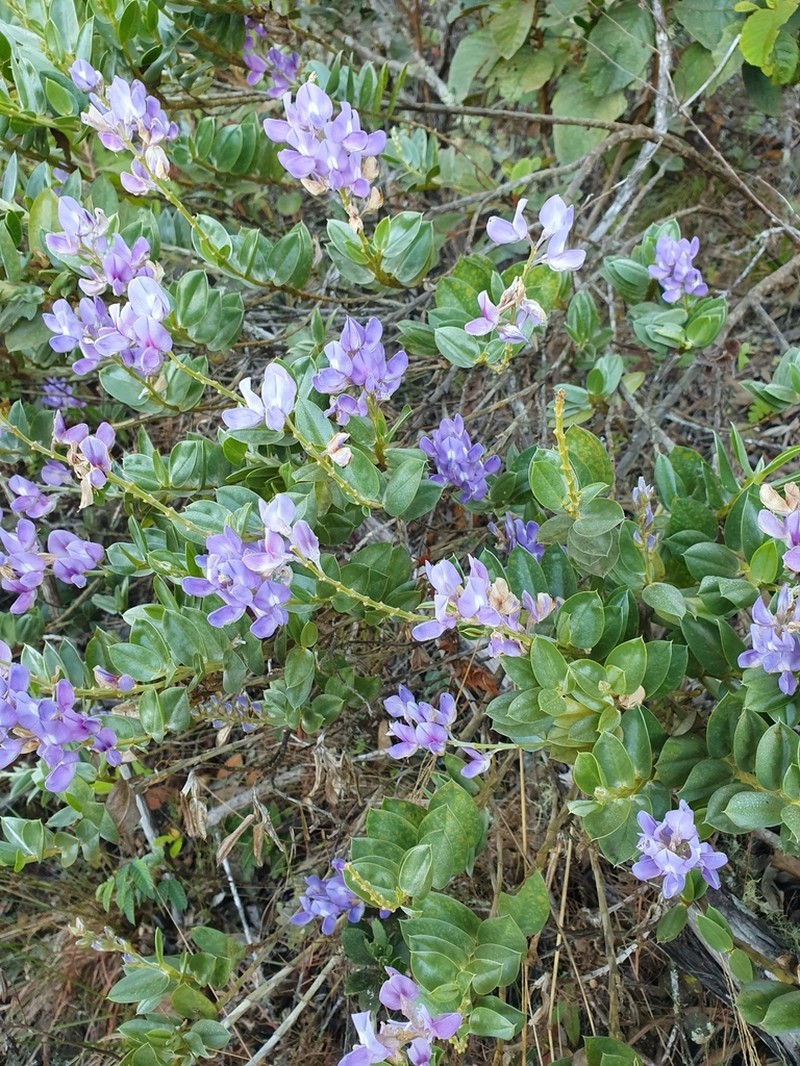 Lupinus arenarius