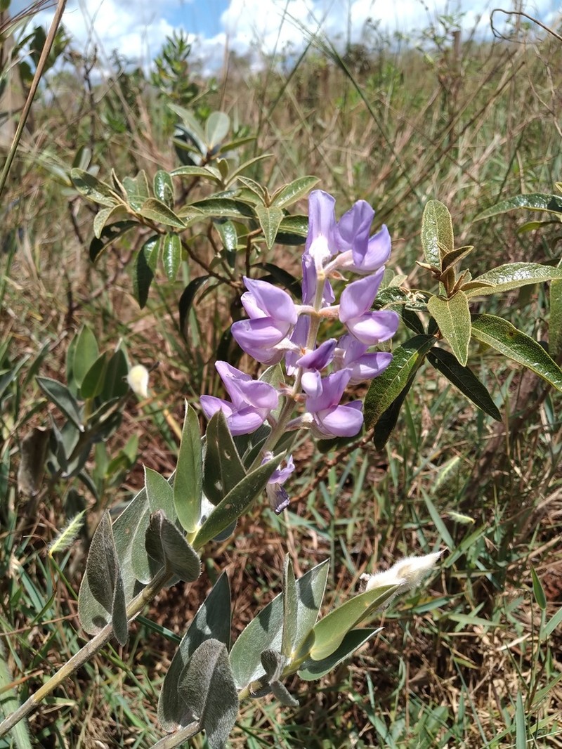 Lupinus arenarius photo 2