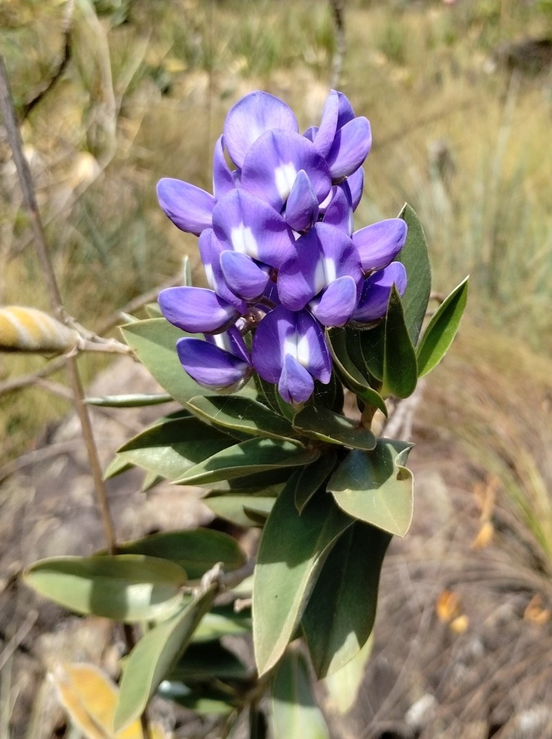 Lupinus arenarius photo 3