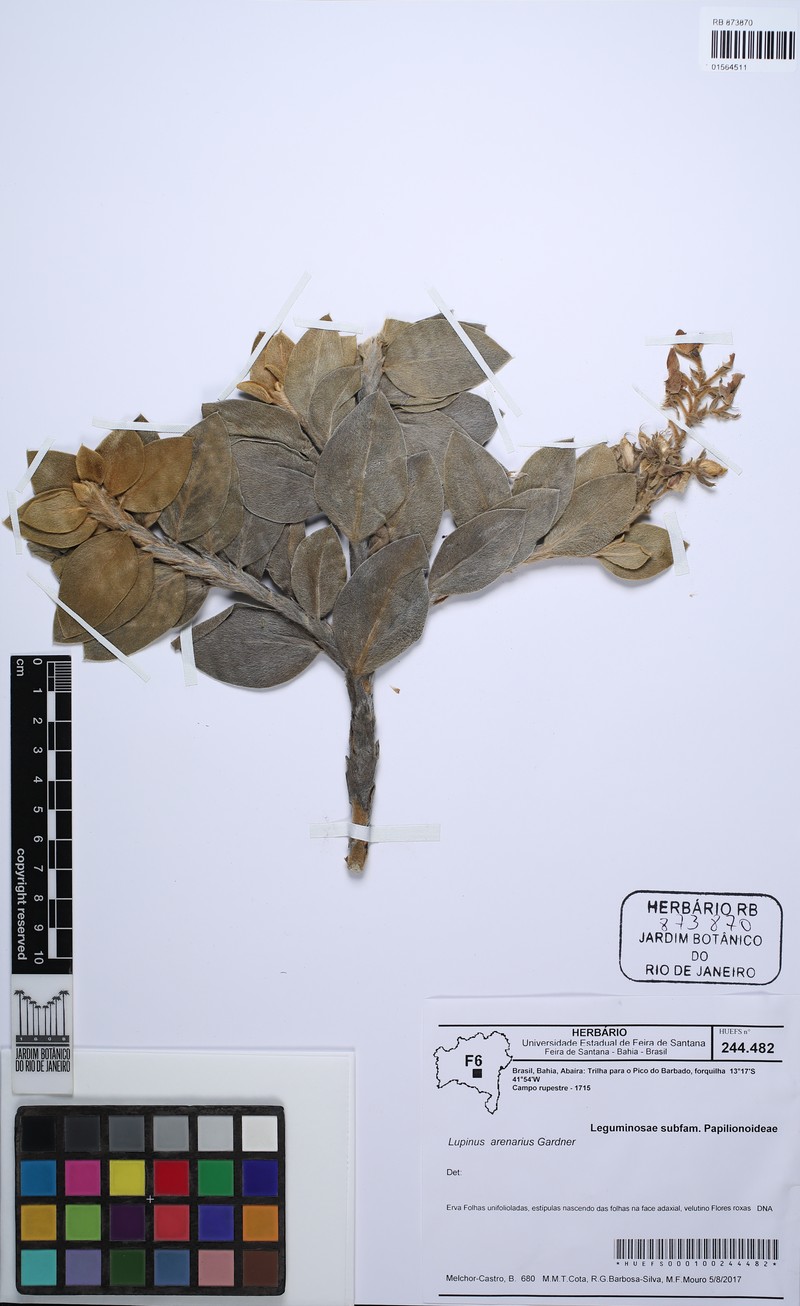 Lupinus arenarius photo 4