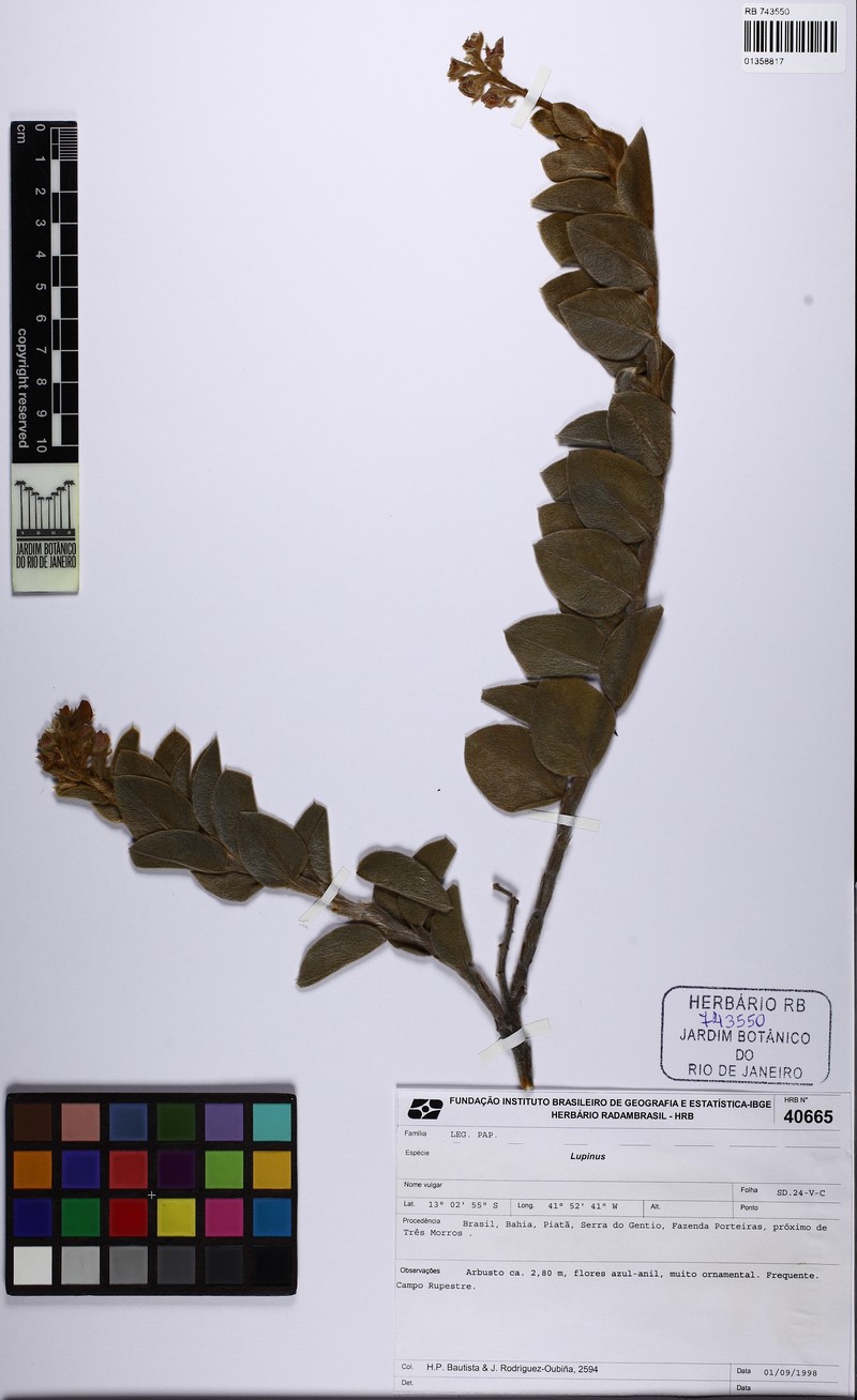 Lupinus arenarius photo 5