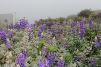 Lupinus arequipensis