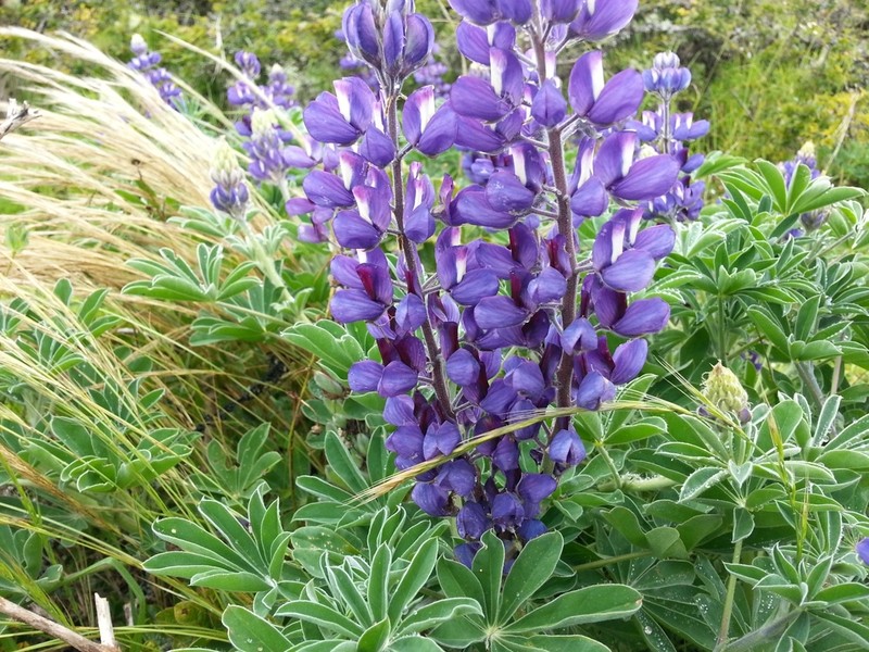 Lupinus arequipensis photo 2