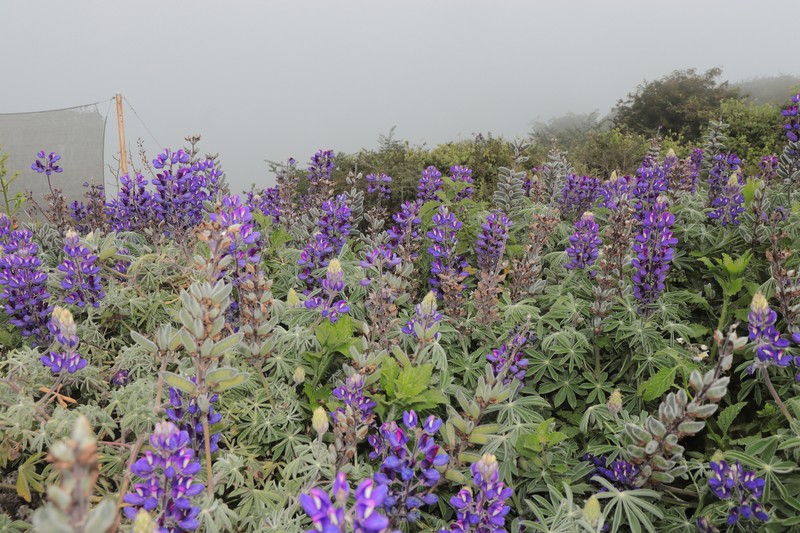 Lupinus arequipensis photo 3