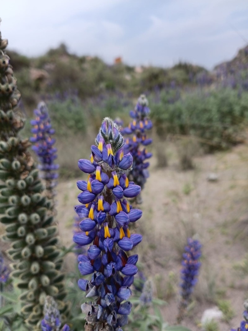 Lupinus arequipensis photo 4