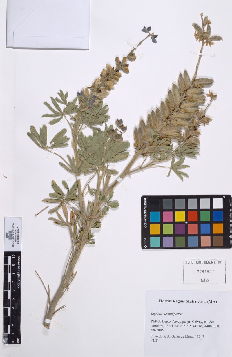 Lupinus arequipensis photo 5