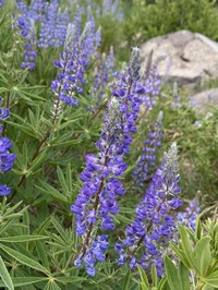 Silvery Lupine