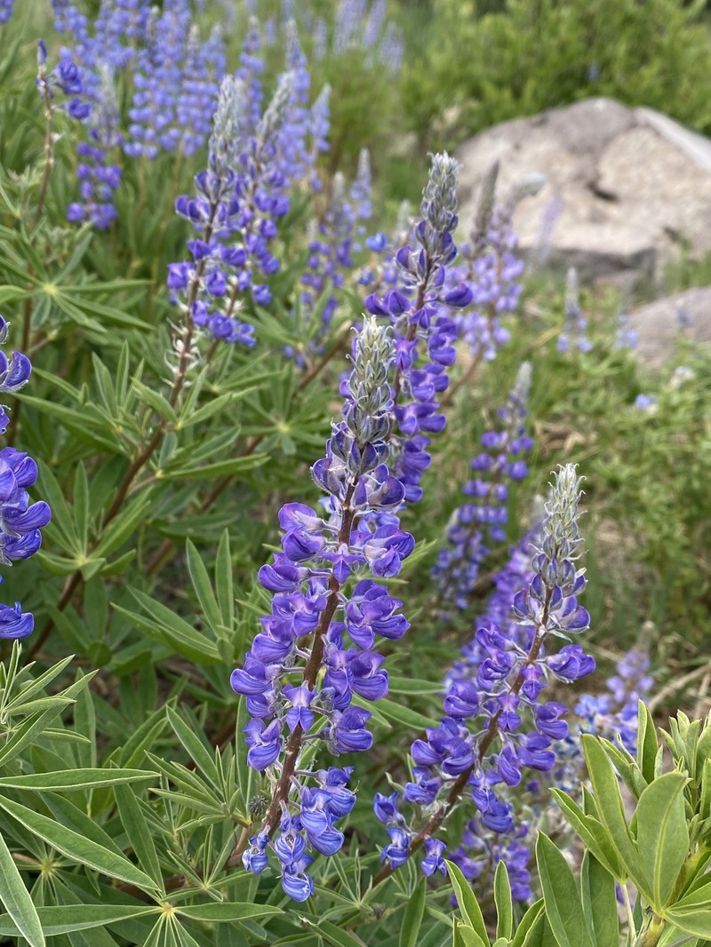 Silvery Lupine