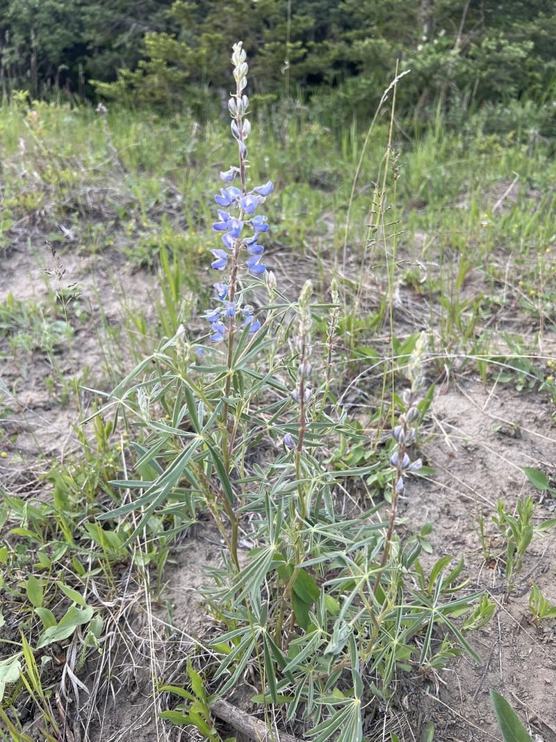 Silvery Lupine photo 2