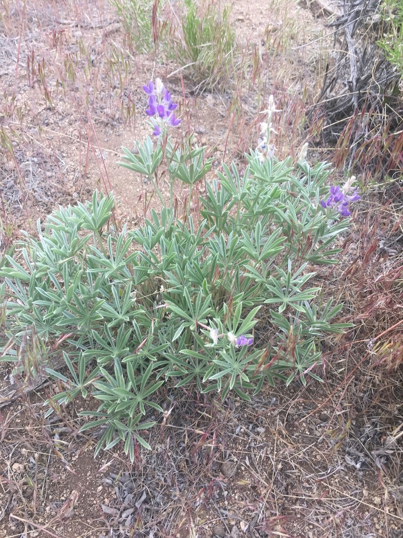 Silvery Lupine photo 3