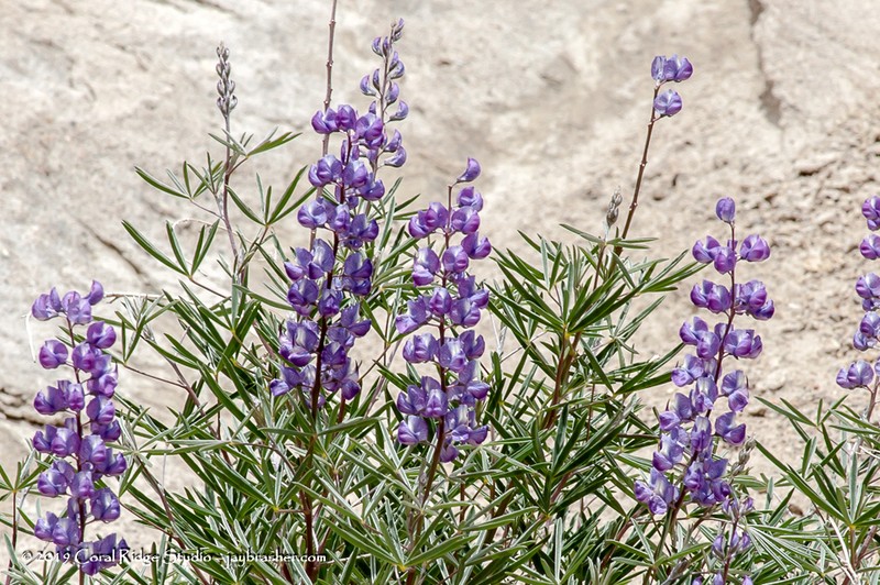 Silvery Lupine photo 4
