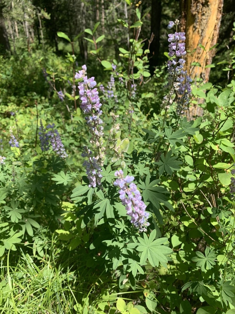 Silvery Lupine photo 5