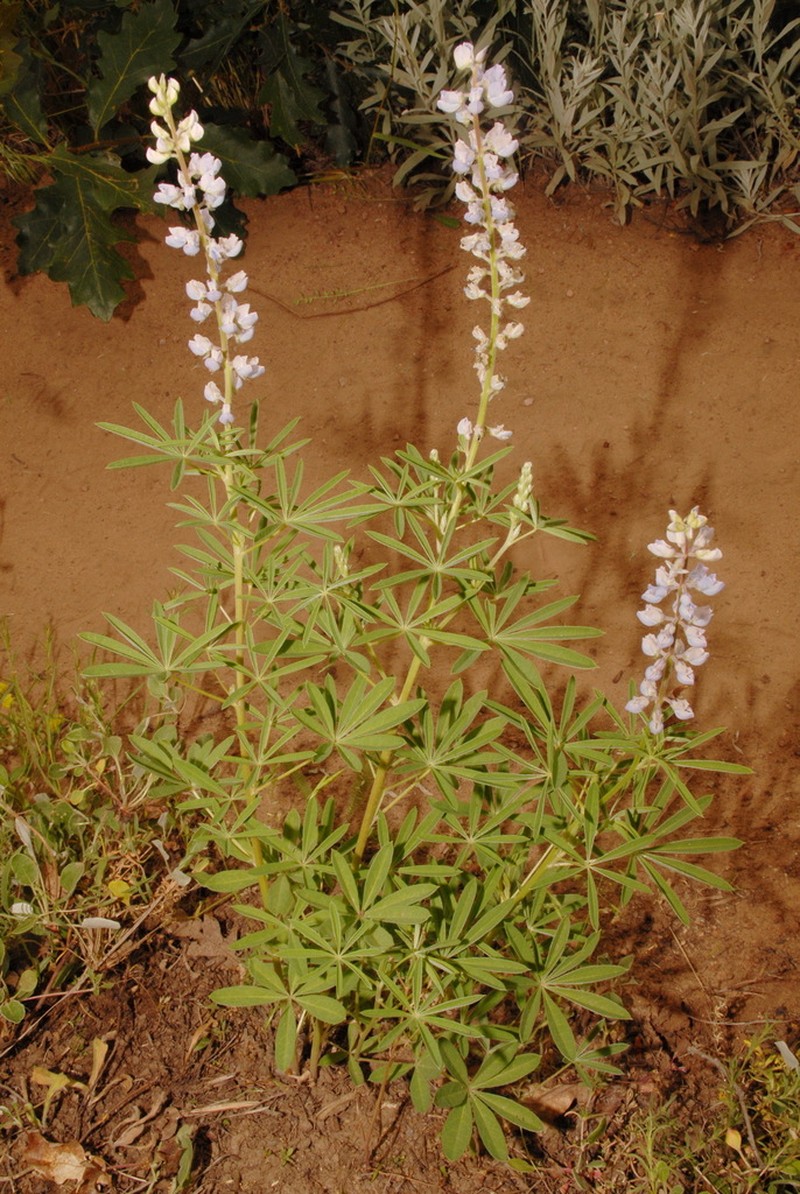 Silvery Lupine photo 6