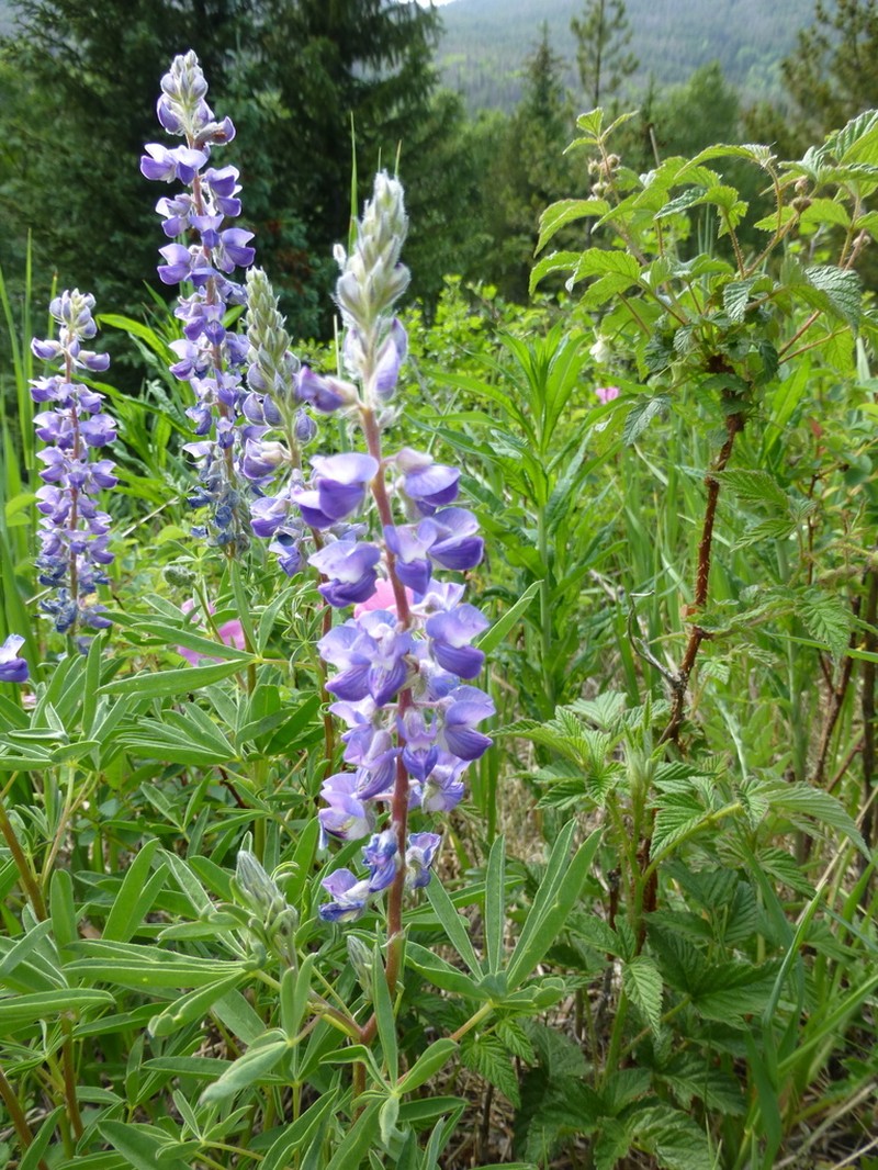 Silvery Lupine photo 7