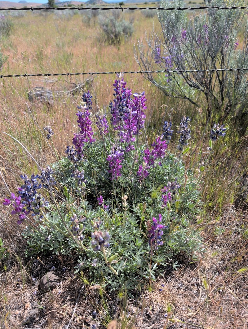 Mono Lupine